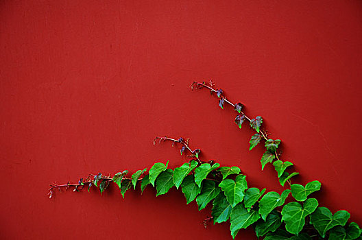 红墙绿叶