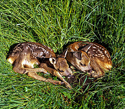 两个,扁角鹿,黇鹿,鹿,卧,草,巴伐利亚,德国,欧洲