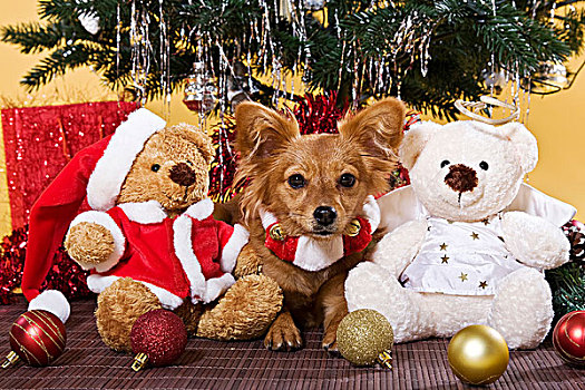 杂交,狗,卧,圣诞节,树,两个,泰迪熊,熊