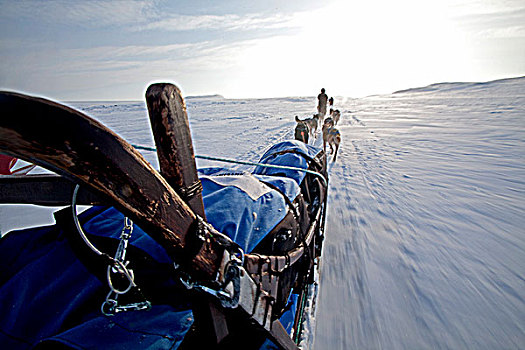 挪威,区域,狗拉雪橇,北极圈