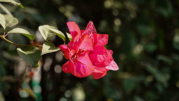 三角梅图片_三角梅图片大全_三角梅图片素材