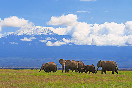 非洲象,牧群,正面,乞力马扎罗山,安伯塞利国家公园,肯尼亚,非洲