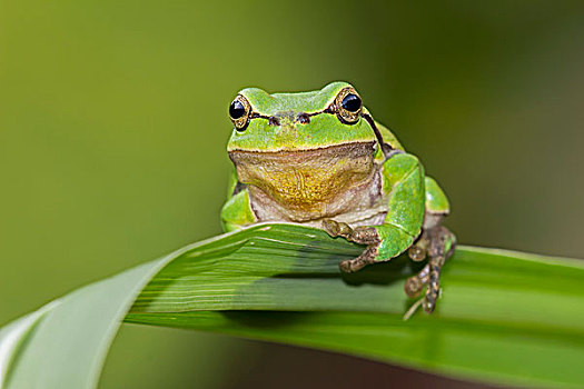 树蛙,雄性,春天,中间,生物保护区,萨克森安哈尔特,德国,欧洲