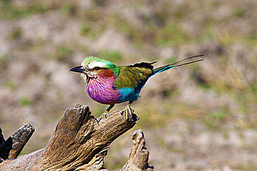 丁香,紫胸佛法僧,克鲁格国家公园,南非