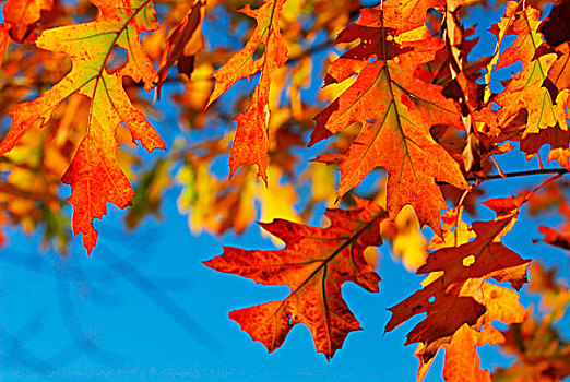 特写,彩色,秋天,橡树叶