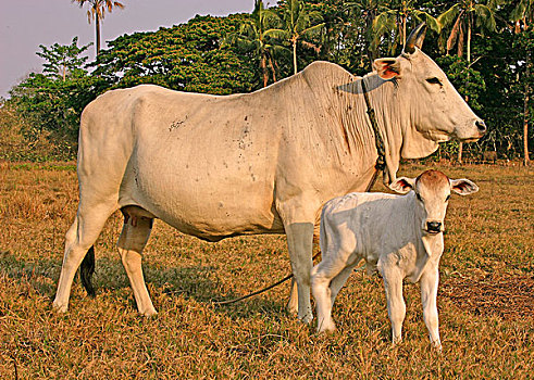 家牛,母牛,幼兽,站立,地点,夜光,巴拉望岛,菲律宾,东南亚