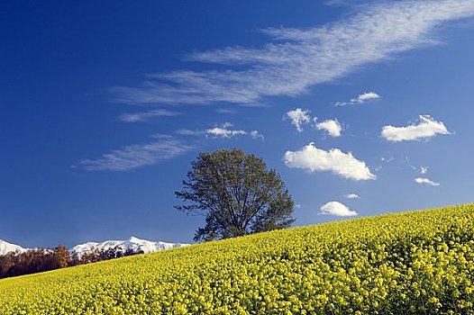 哲学体系,树,芥末,地点