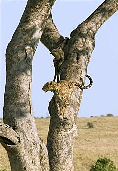 豹,杀,黑斑羚,羚羊,避开,鬣狗,马塞马拉野生动物保护区,肯尼亚