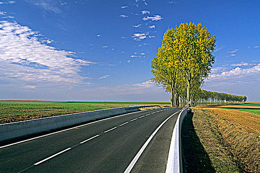 法国,巴黎,区域,树林,道路