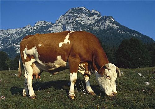 家牛,女性,放牧,地点,贝希特斯加登地区,巴伐利亚,德国南部