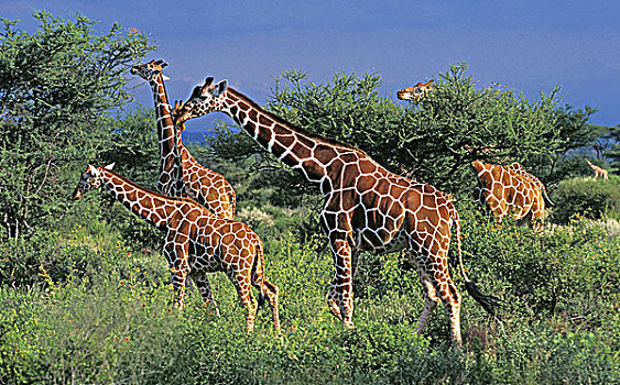 网纹长颈鹿,长颈鹿,牧群,大草原,公园,肯尼亚