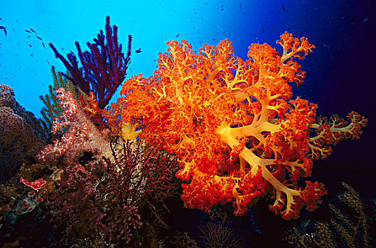 珊瑚礁,所罗门群岛