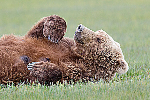 棕熊,母熊,休息,卡特麦国家公园,阿拉斯加,美国