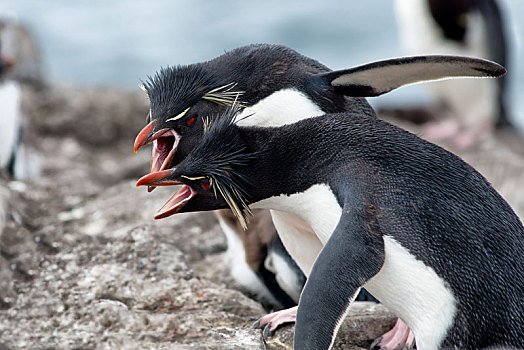 跳岩企鹅,企鹅,争斗,上方,领土,福克兰群岛,马尔维纳斯群岛
