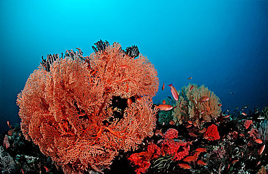 珊瑚礁,四王群岛,伊里安查亚省,西巴布亚,印度尼西亚,东南亚,亚洲