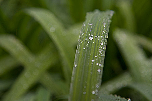 水,植物,巴登符腾堡,德国