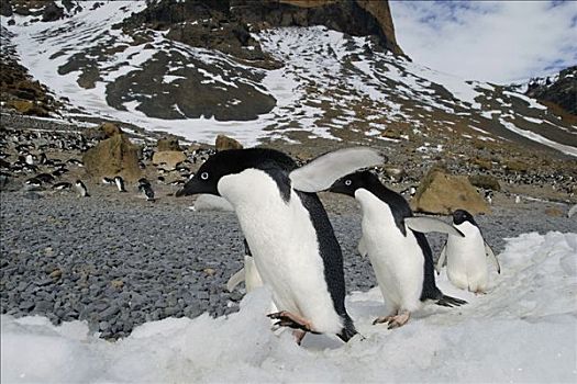 阿德利企鹅,三个,走,冰,靠近,生物群,南极半岛,南极