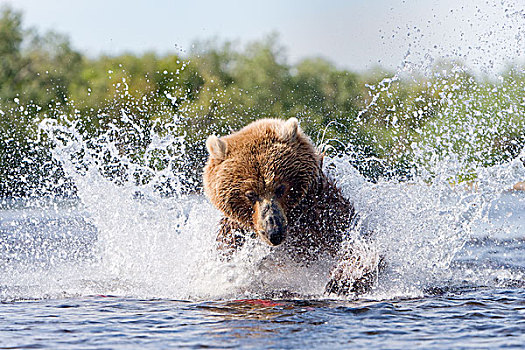 棕熊,猎捕,三文鱼,卡特麦国家公园,阿拉斯加