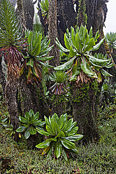 山梗莱属植物,鲁文佐里山,乌干达