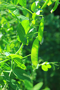 糖荚豌豆,糖,床单,豌豆