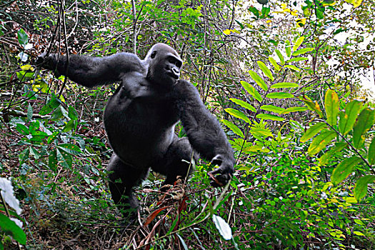 西部低地大猩猩,大猩猩,15岁,银背大猩猩,防护,群,局部,高原,国家公园,加蓬,次序