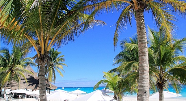 加勒比,热带沙滩,白色,伞,椰树