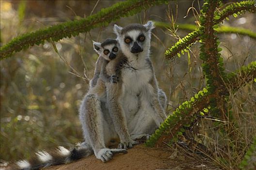 节尾狐猴,狐猴,坐,章鱼,树,脆弱,贝伦提保护区,南方,马达加斯加