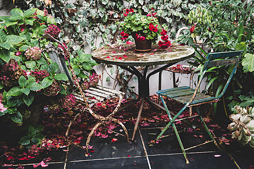 红色,天竺葵,旧式,桌子,后院,两个,生锈,折叠椅,八仙花属,花盆
