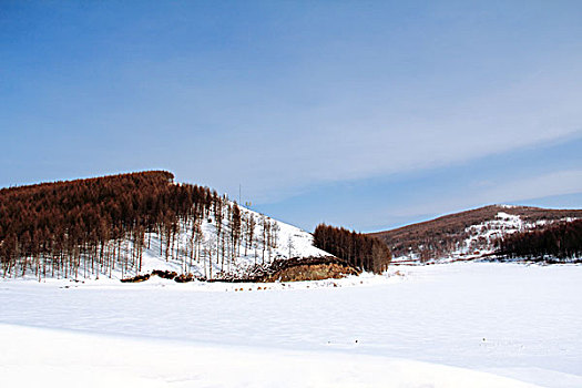 雪后的白桦树林和山