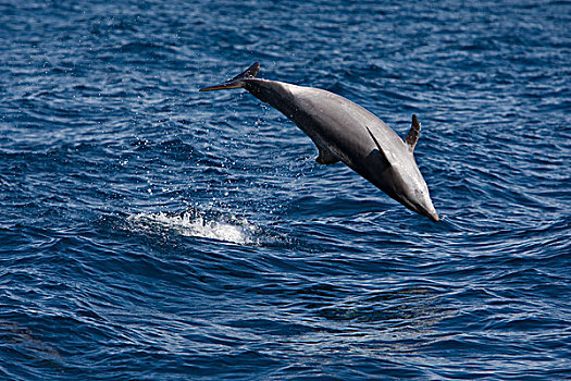 宽吻海豚,跳跃,下加利福尼亚州,墨西哥