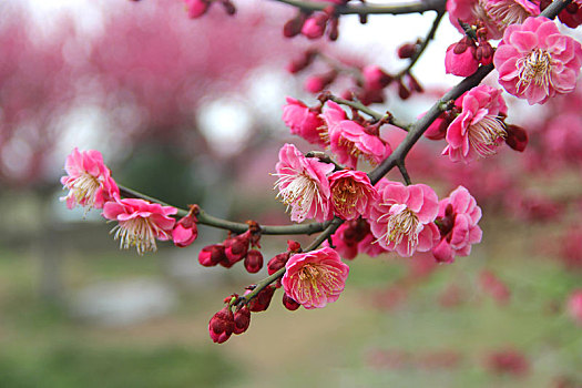 梅花,腊梅,梅花素材