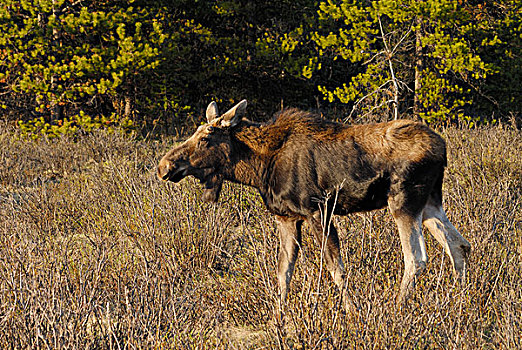 驼鹿,雄性动物,碧玉国家公园,艾伯塔省,加拿大