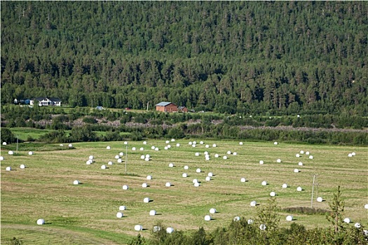 捆,稻草,地点,丰收,挪威