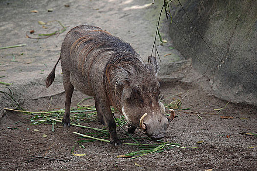 新加坡动物园疣猪
