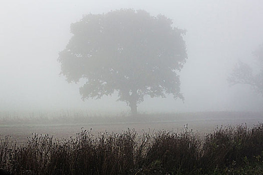 孤树,站立,雾气