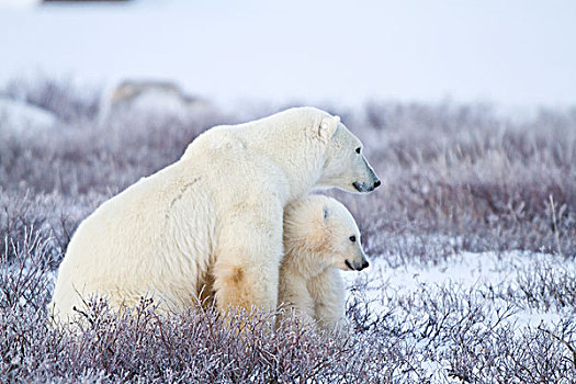 北极熊,幼兽,丘吉尔市,野生动物,管理,区域