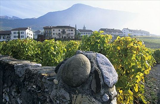 葡萄种植,靠近,沃州,瑞士