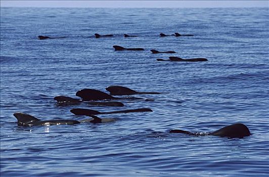 大吻巨头鲸,短肢领航鲸,水面,夏威夷