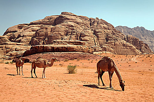 单峰骆驼,阿拉伯,骆驼,红色,沙子,瓦地伦,约旦哈希姆王国,中东,亚洲