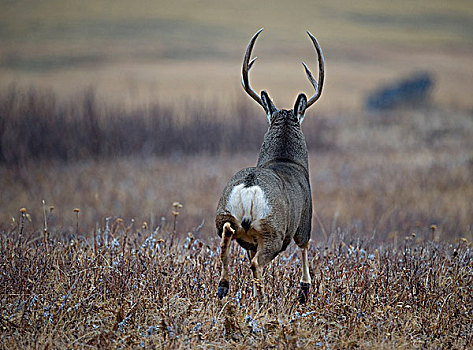 雄性,长耳鹿,骡鹿,跑,草原,西南方,艾伯塔省,加拿大