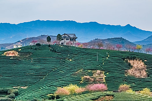 福建省,漳平市,永福,阿里山,樱花园,自然环境