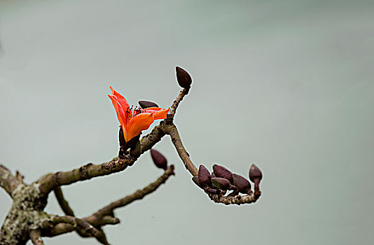 木棉花