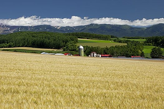 麦田,山