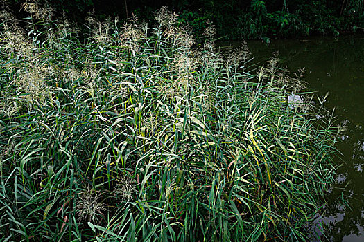 湿地,水生植物