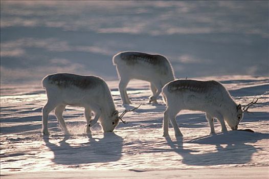 北美驯鹿,三个,觅食,食物,艾利斯摩尔岛,加拿大
