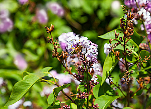 蜜蜂,授粉,丁香,花,晚春,公共草地,艾伯塔省,加拿大
