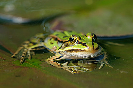 水池,青蛙,水,百合