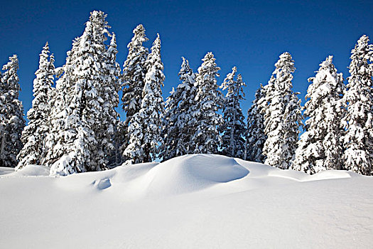 俄勒冈,美国,重,雪,树,林木线,小路,胡德山