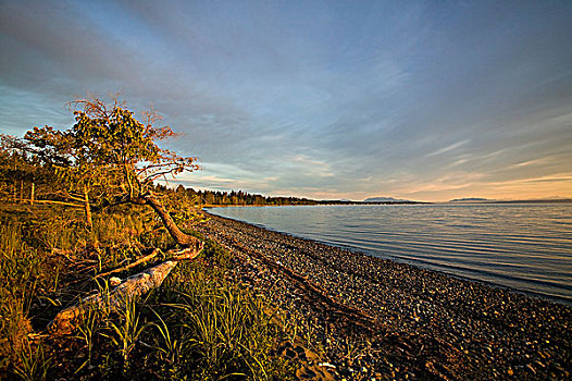 海岸线,牡蛎,湾,南,坎贝尔河,旅行者,美好,景色,温哥华岛,不列颠哥伦比亚省,加拿大