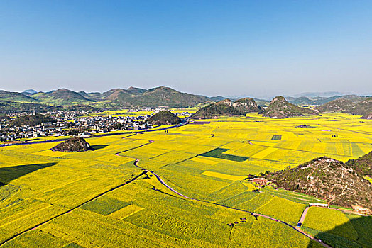 油菜花海